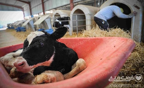 افزایش آلودگی هوا با دامپروری