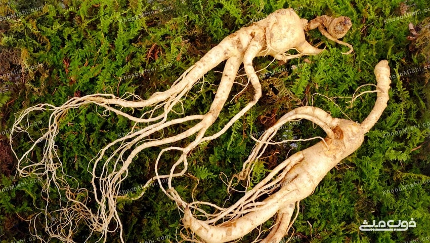 خواص جینسینگ برای بدن